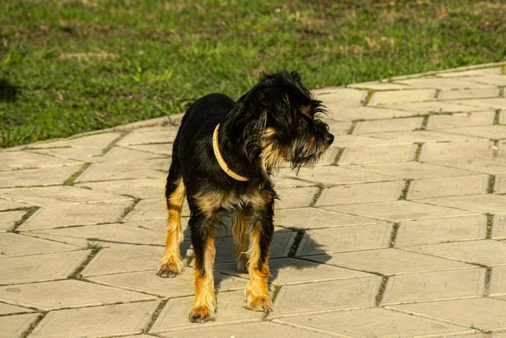 Черный йоркширский терьер