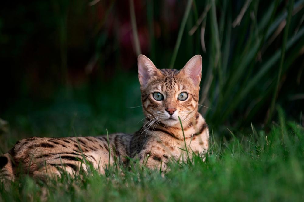 Самые неприхотливые породы кошек для частного дома: бенгальская кошка Самые неприхотливые породы кошек для частного дома: бенгальская кошка