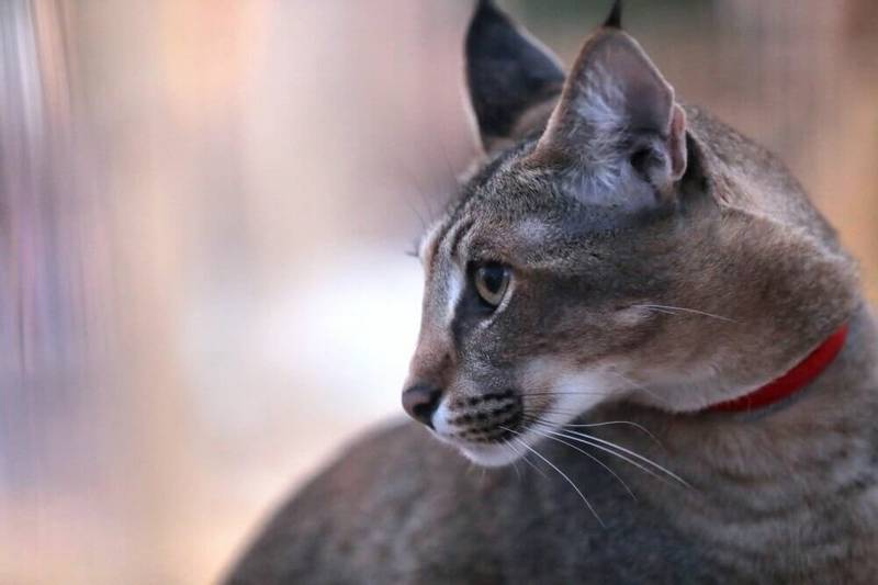 Воспитание каракета