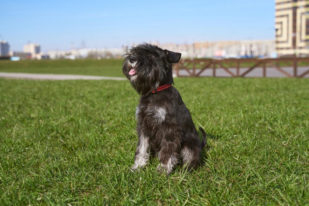 служебные немецкие собаки: цвергпинчер