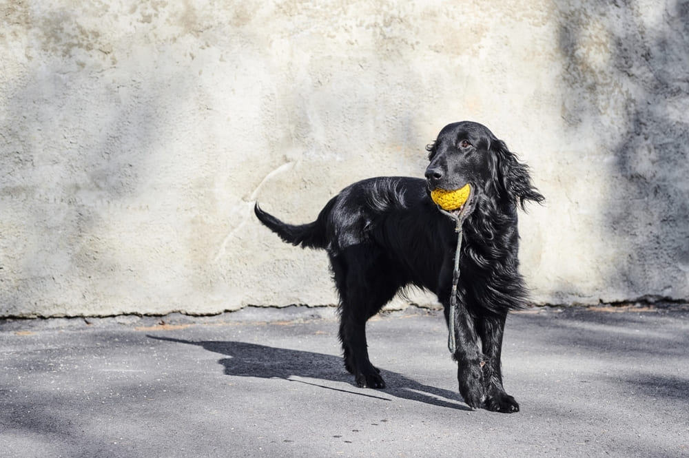 Прямошерстный ретривер нуждается в правильном питании