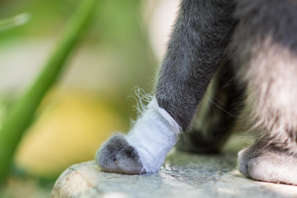 Кошка хромает из-за остеомиелита Кошка хромает из-за остеомиелита