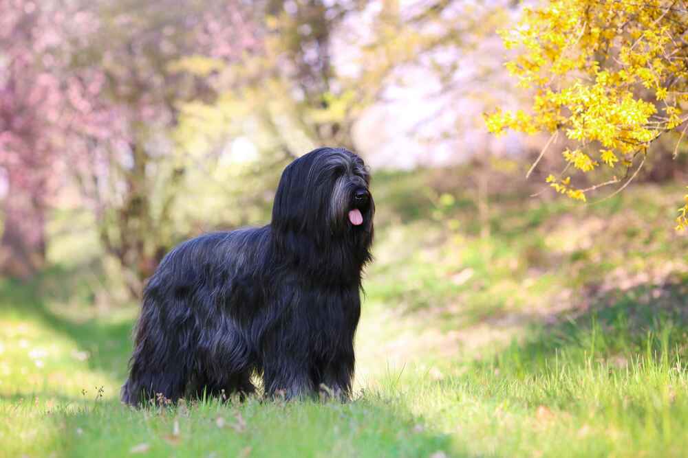 Французская овчарка бриар на фото