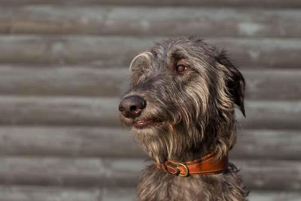 Это порода собак дирхаунд