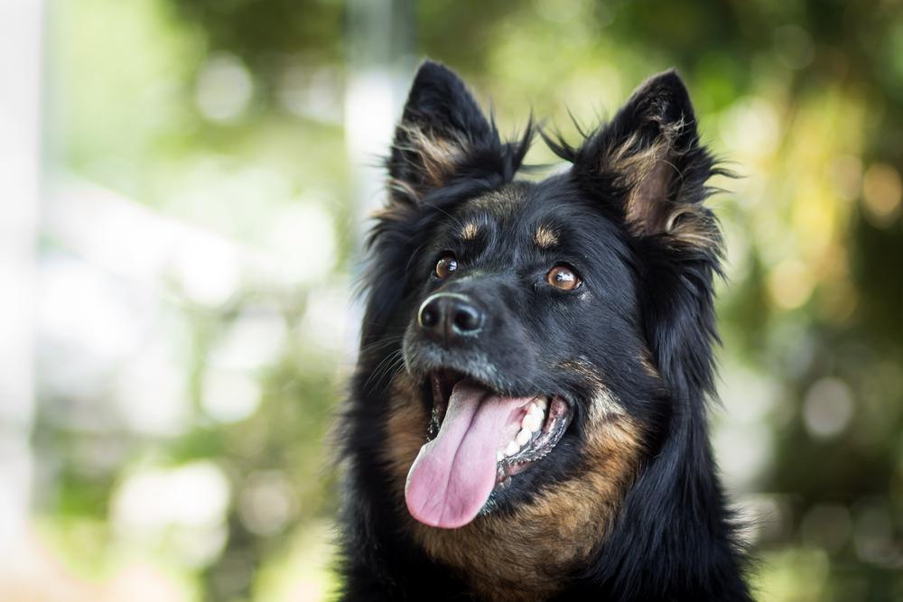 Особенности кормления богемской овчарки