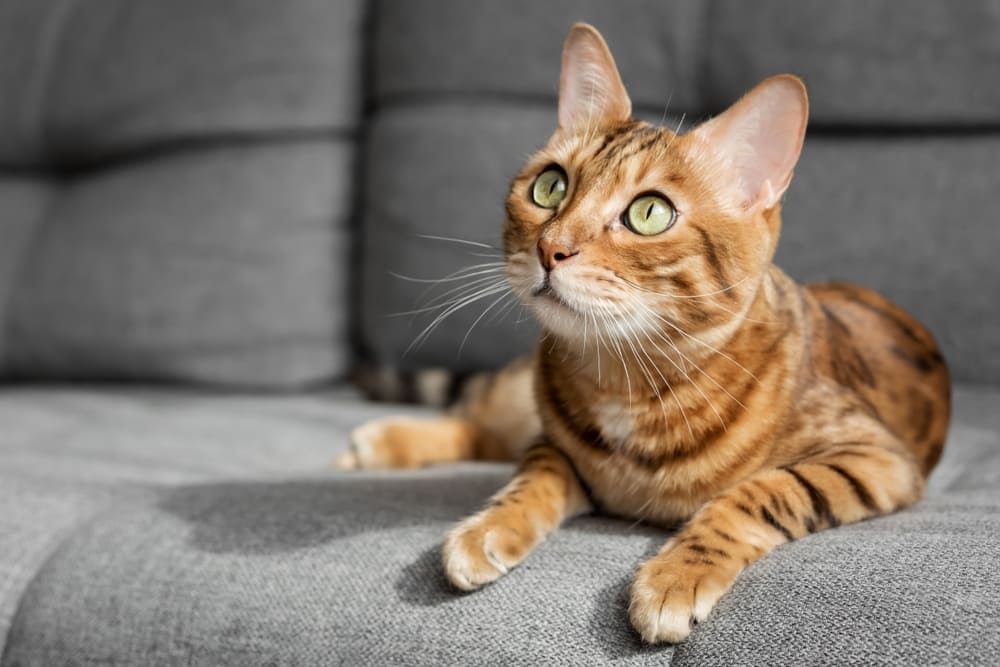 Владельцу надо знать, сколько длится беременность у бенгальской кошки