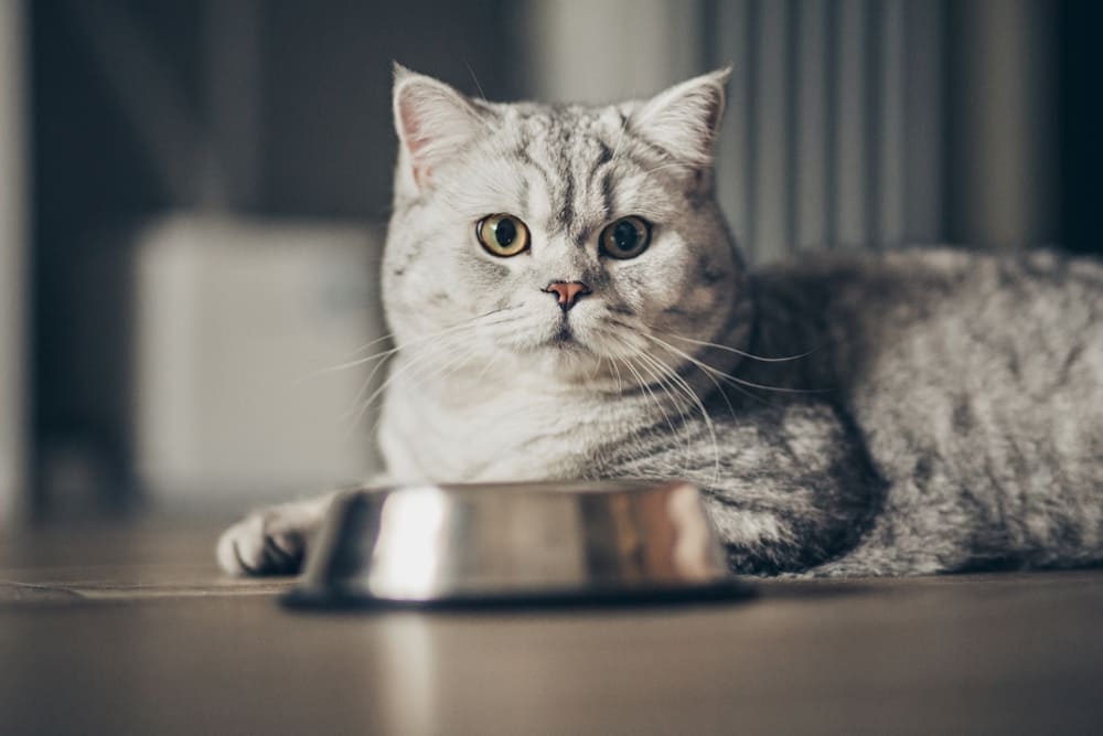 Важно знать, можно ли предлагать кошке рукколу