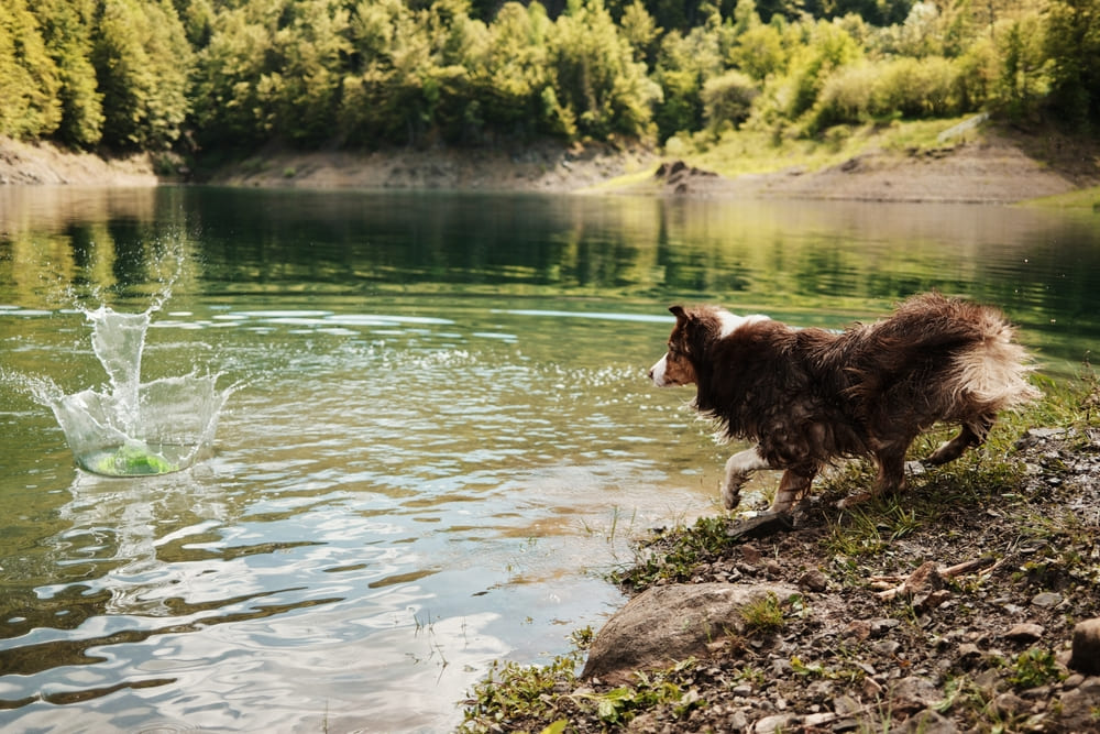 Вес австралийской овчарки может быть чрезмерным