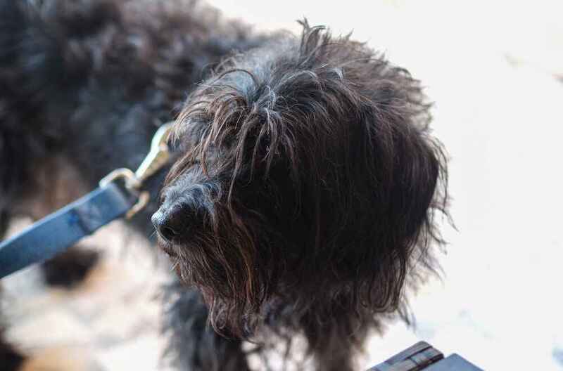 Какой характер у бергамской овчарки?