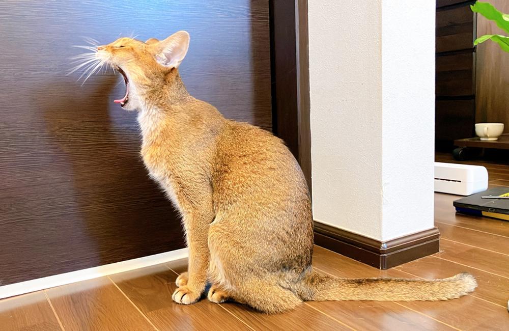 Является ли абиссинская кошка гипоаллергенной породой?