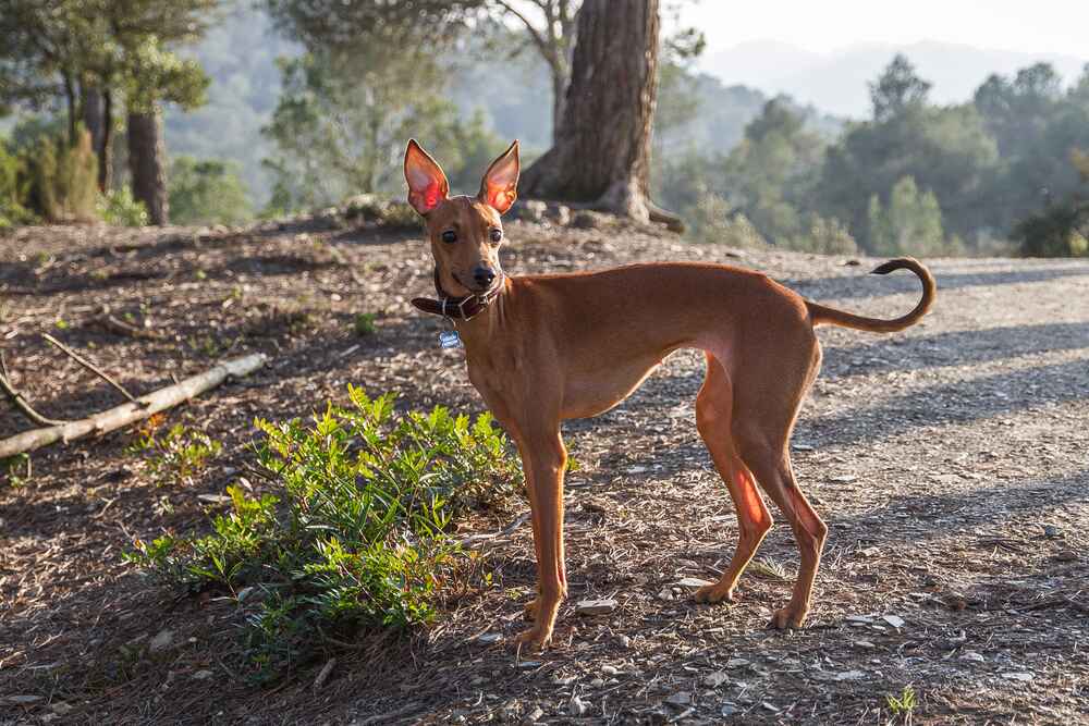 Заболевания влияют на то, сколько проживет левретка