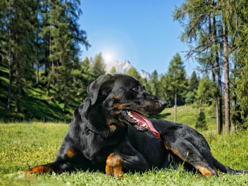 уход за босероном