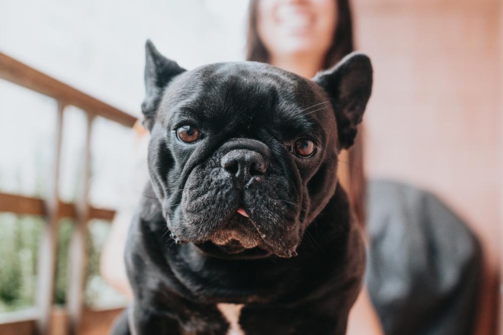 Как кормить черного бульдога?