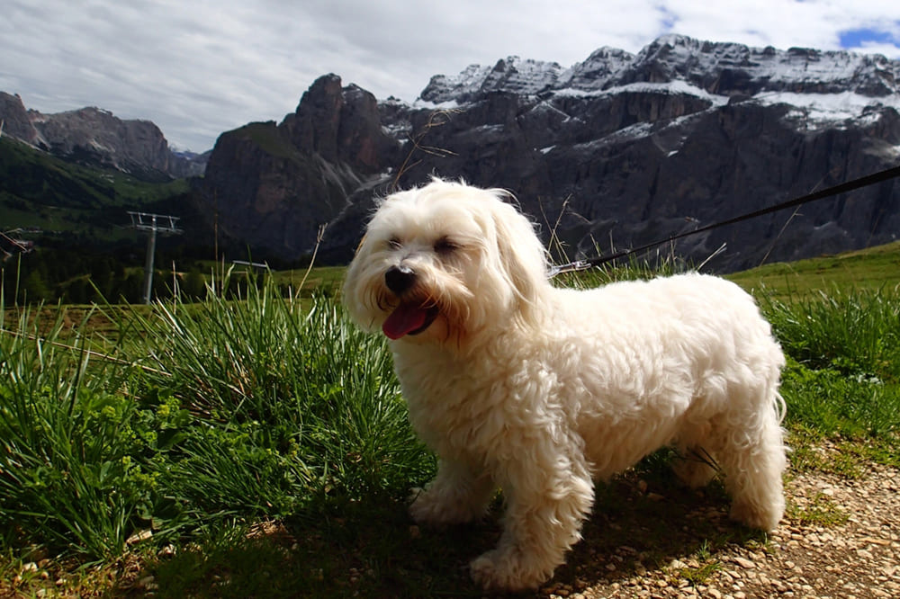 Котон-де-тулеар нуждается в сбалансированном питании