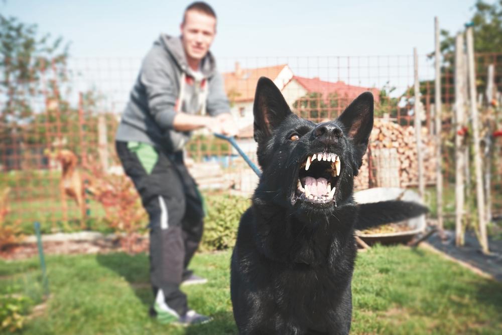 Борьба с доминантной агрессией у собак