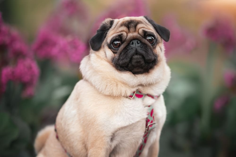 Течка у мопсов проходит циклично