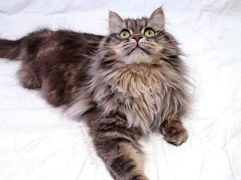 Сибирские кошки