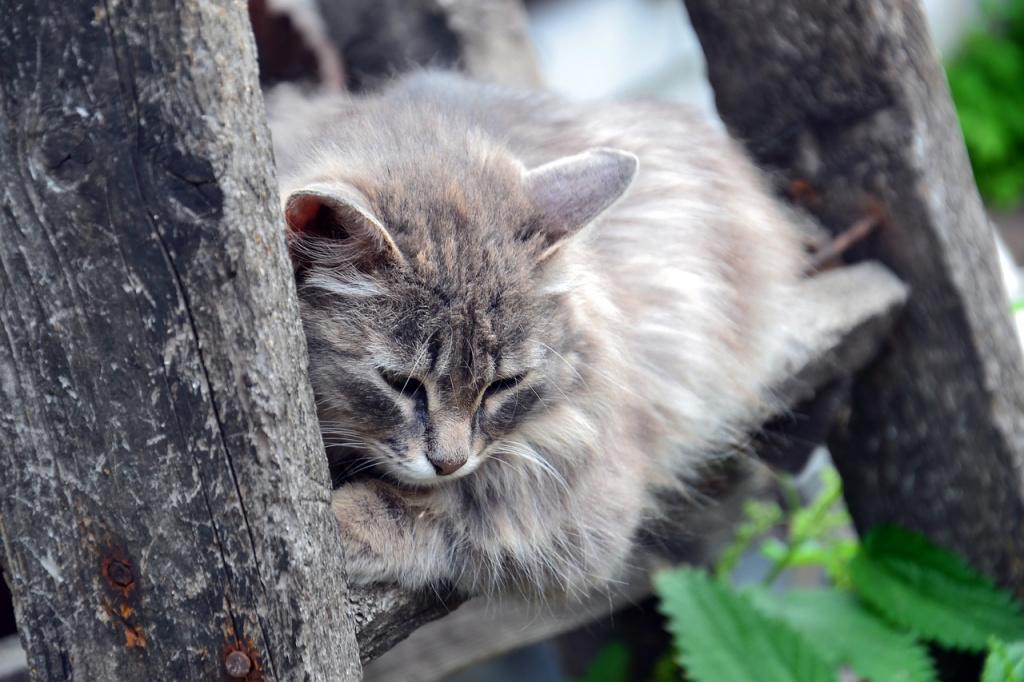 Как коты обижаются на людей