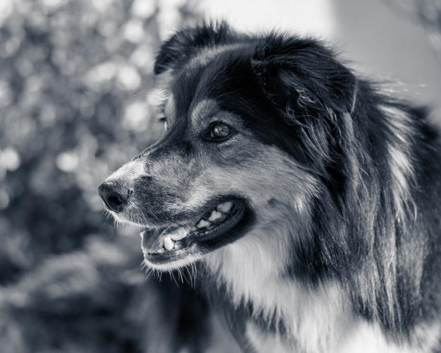 Осложнения при коллапсе трахеи у собак Осложнения при коллапсе трахеи у собак