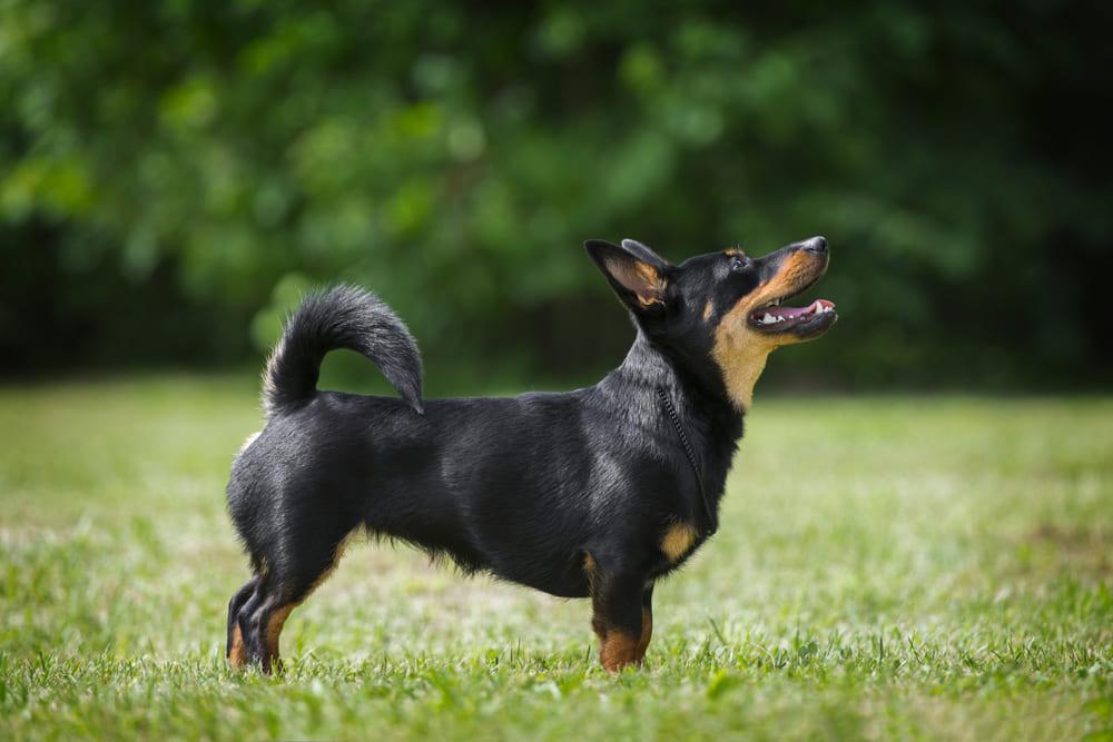 ТОП-30 самых маленьких пород собак: ланкаширский хилер