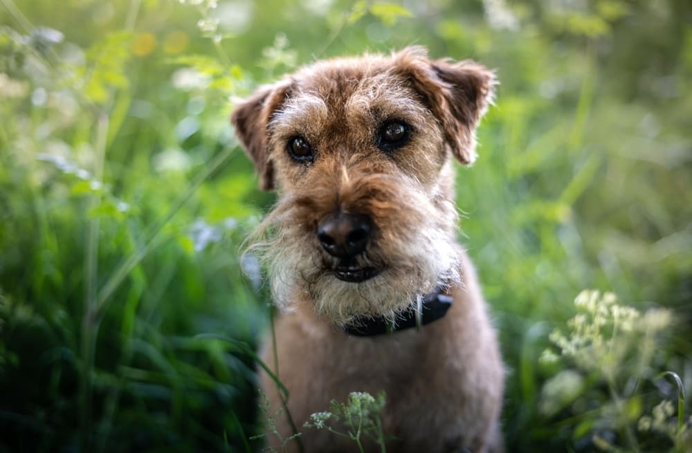 Лейкленд-терьер нуждается в уходе за шерстью