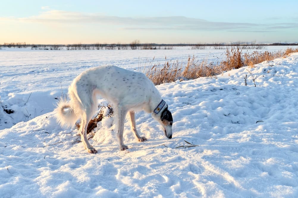Важно знать, сколько живет русская борзая в норме
