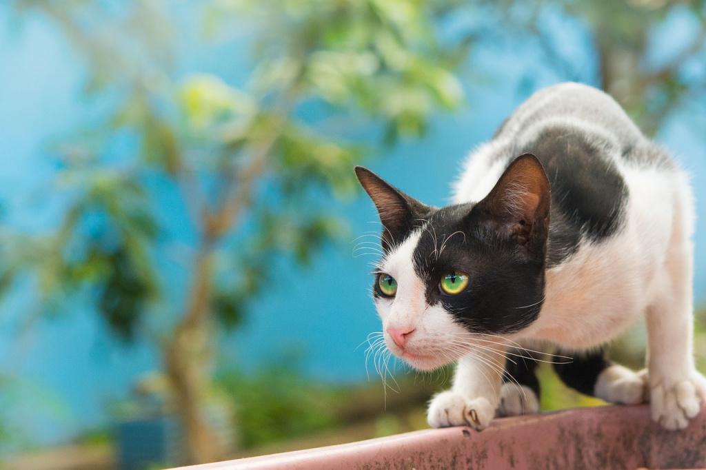 Профилактика грыжи у кошек