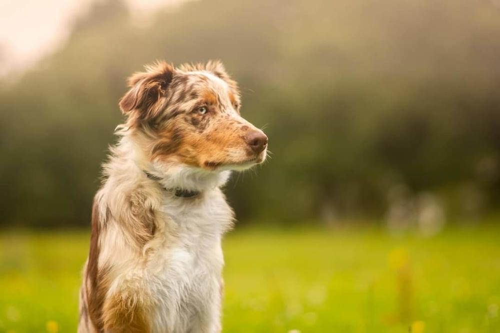 Рыжая австралийская овчарка