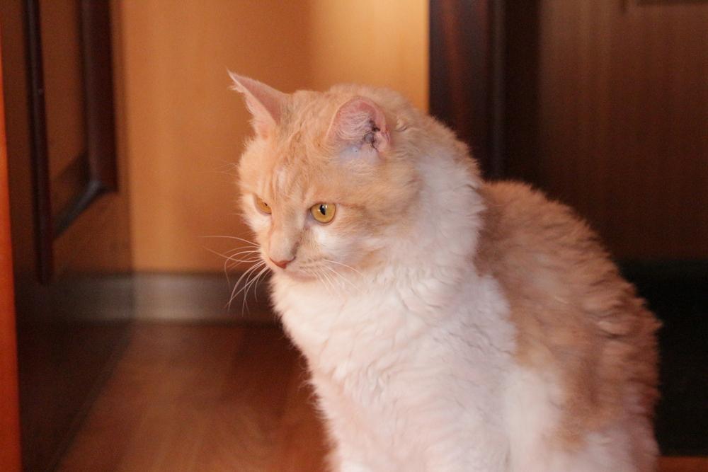 Рацион породы лаперм 