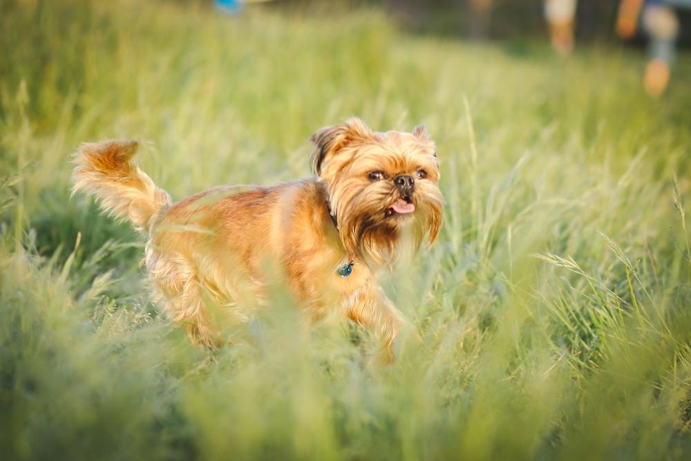 Маленькие породы, похожие на мопса: брюссельский гриффон Маленькие породы, похожие на мопса: брюссельский гриффон