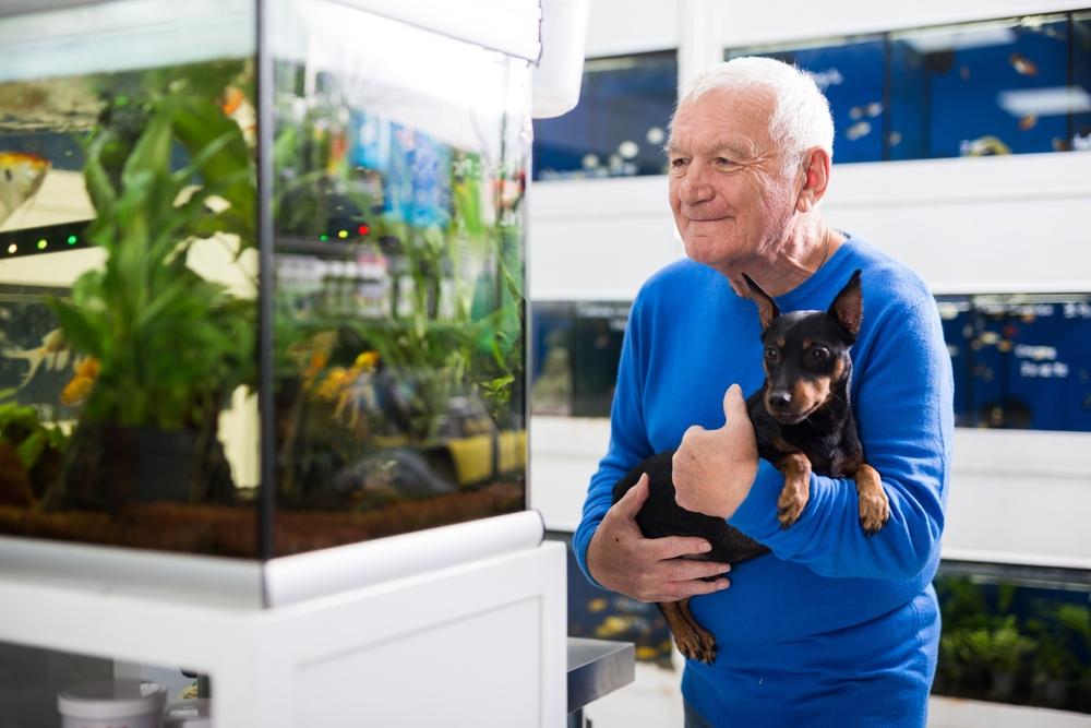 Мелкие породы собак для пожилых людей: цвергпинчер Мелкие породы собак для пожилых людей: цвергпинчер