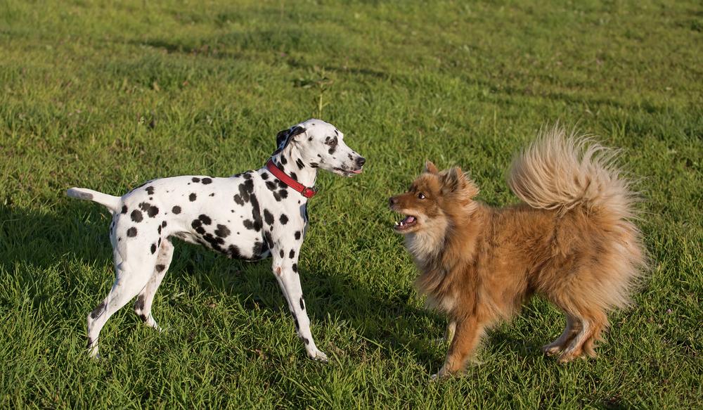 Характер ненецкой лайки