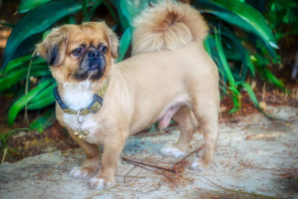 Метис мопса ло-ши Метис мопса ло-ши