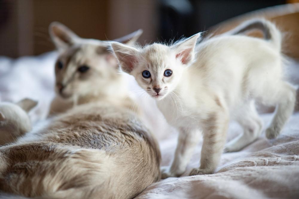 Аллергия на ориенталов диагностируется редко