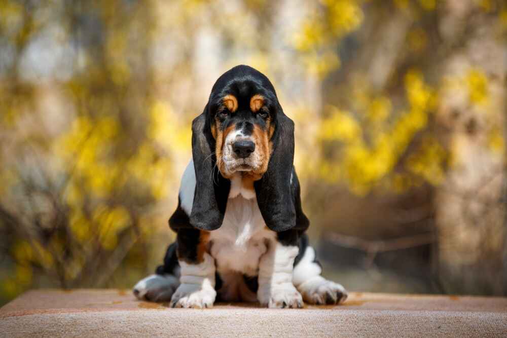 Кормление влияет на то, сколько живут бассет-хаунды