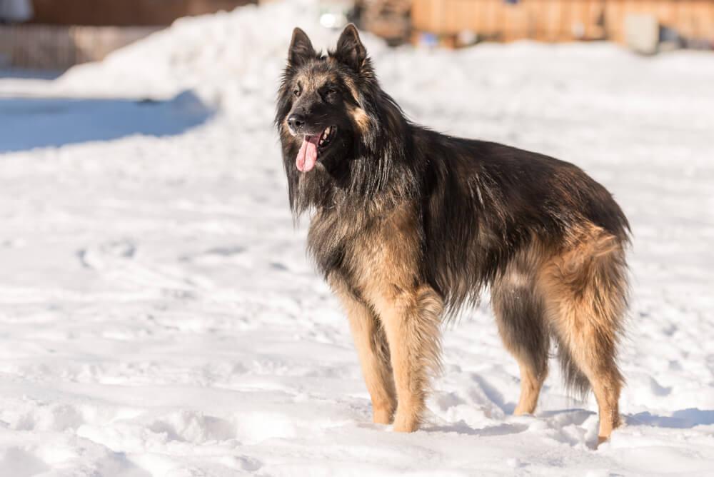 Овчарка тервюрен преданна владельцу
