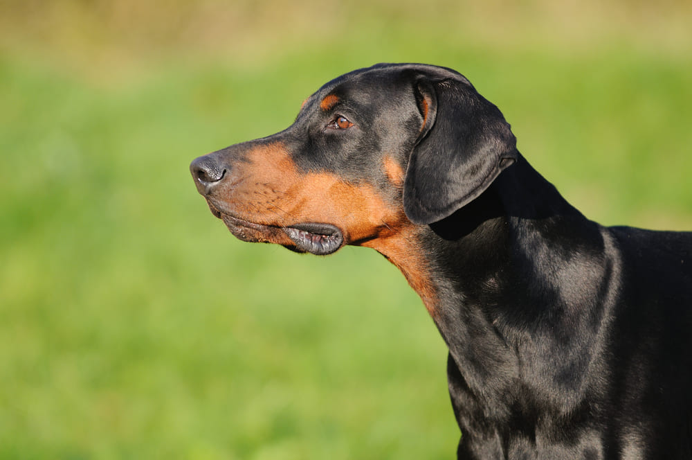 Стрессы влияют на то, сколько живут доберманы