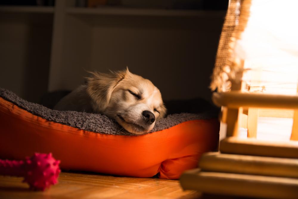 Как приучить щенка спать. Собаки видят сны. Sleeping Dogs.