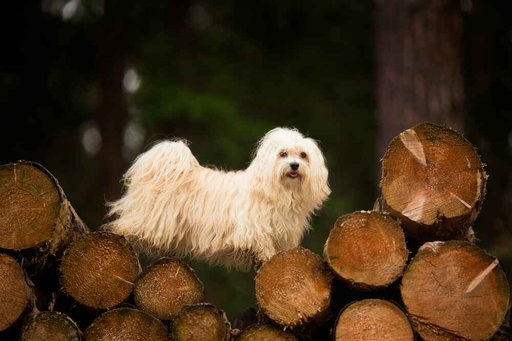 Гаванского бишона лучше покупать у проверенных заводчиков