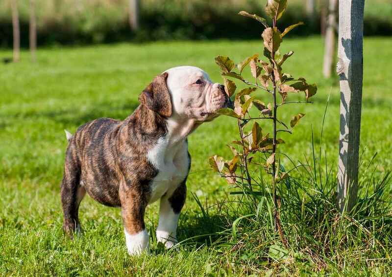 Какой уход нужен американскому бульдогу?