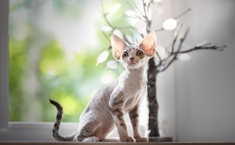 Способности сфинксов к дрессировке Способности сфинксов к дрессировке