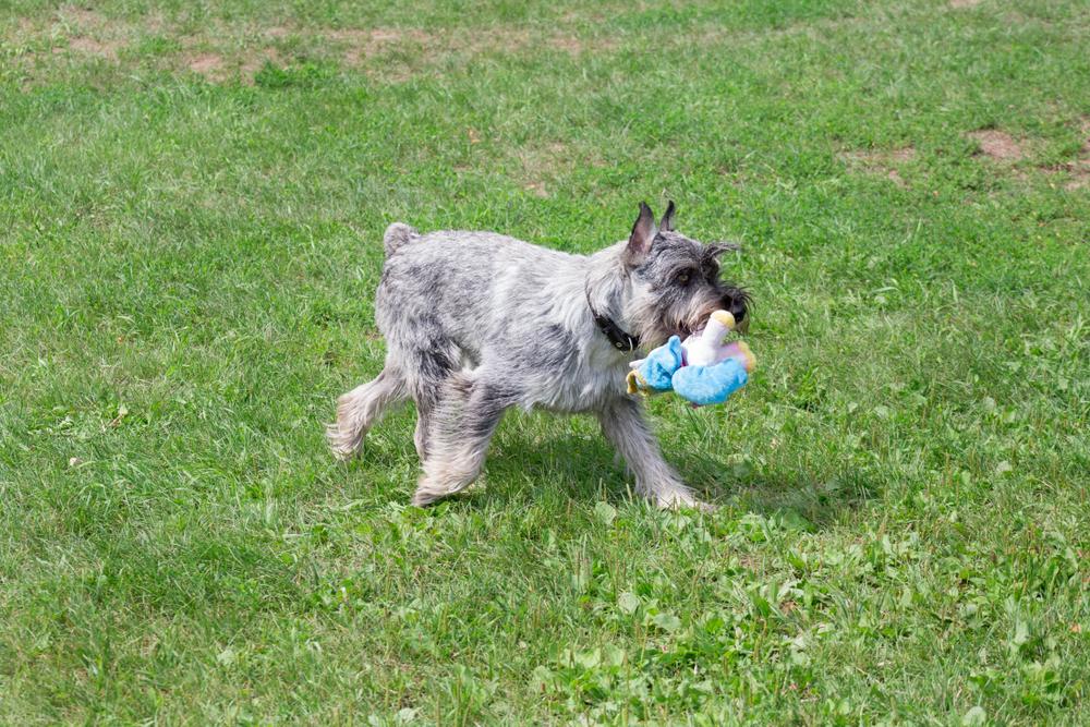 служебные немецкие собаки: миттельшнауцер.jpg