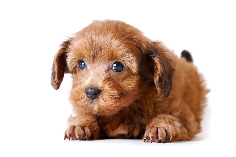 Советы по выбору щенка петербургской орхидеи 