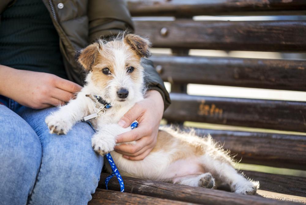 Характер кромфорлендера