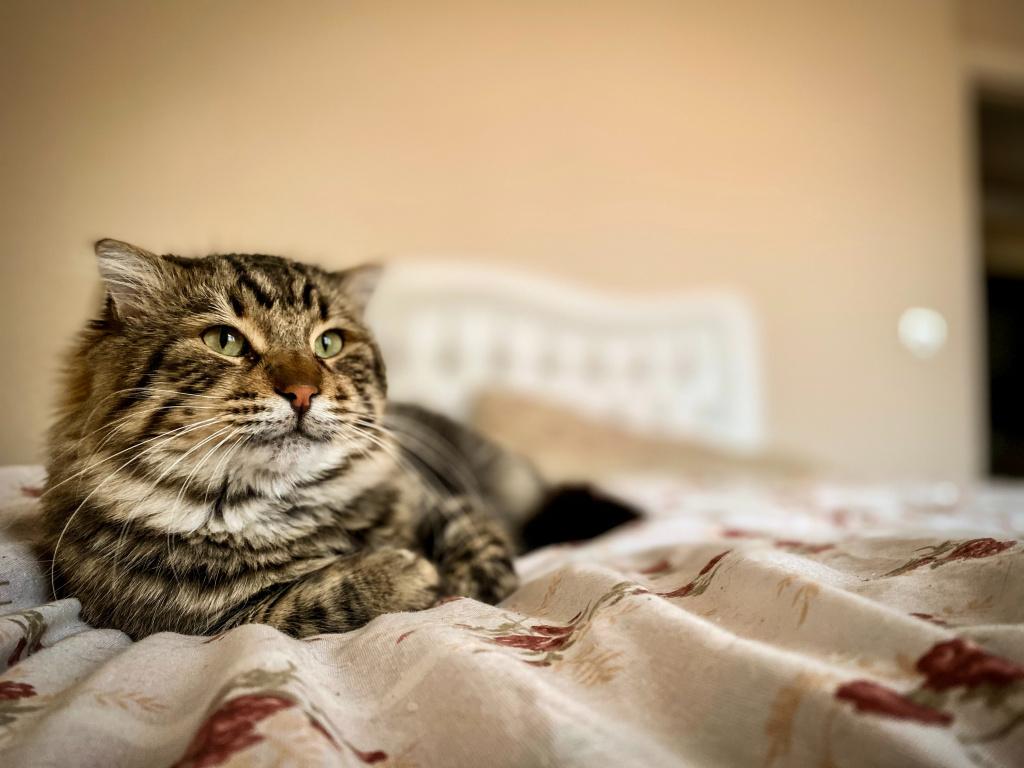 Кот лежит и не ест. Котик лежит. Котик лежит на спине