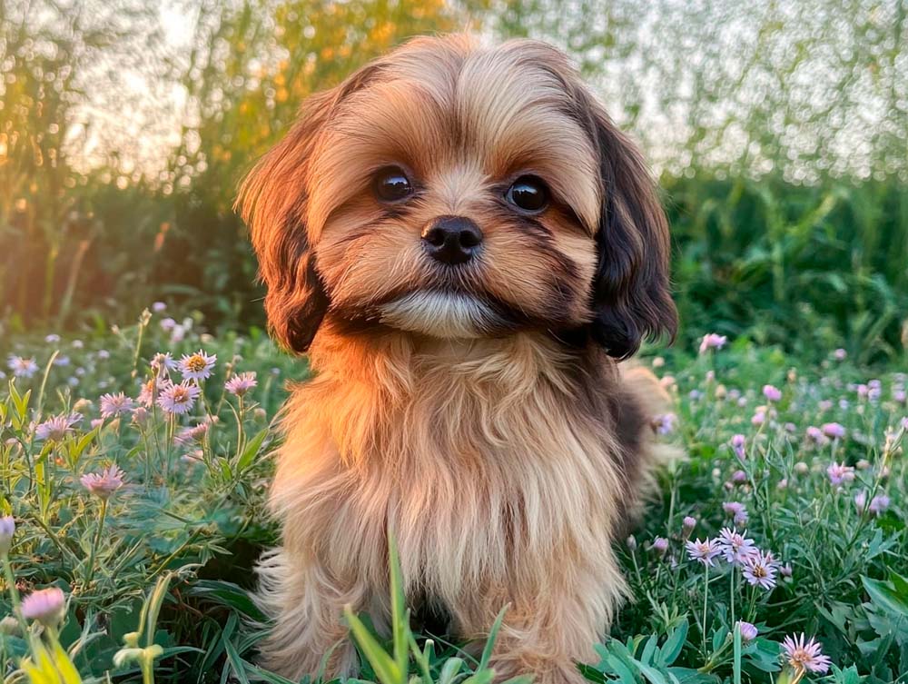 Русских болонок можно кастрировать