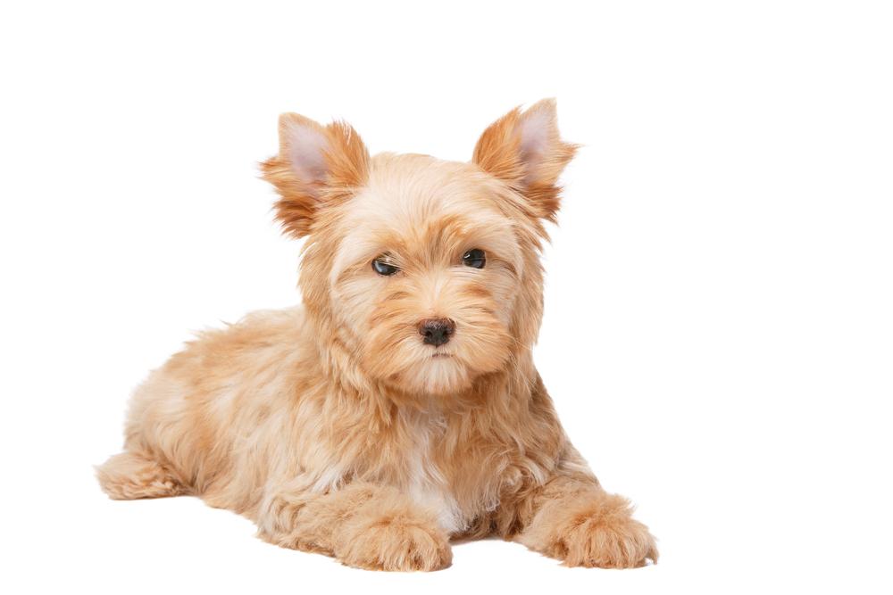 Внешность золотистого йорка