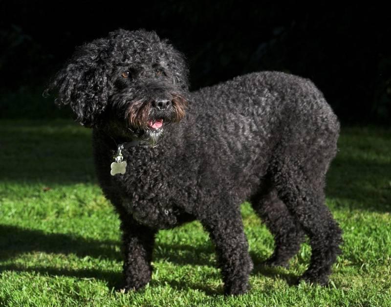 Топ охотничьих пород собак: испанская водяная собака Топ охотничьих пород собак: испанская водяная собака