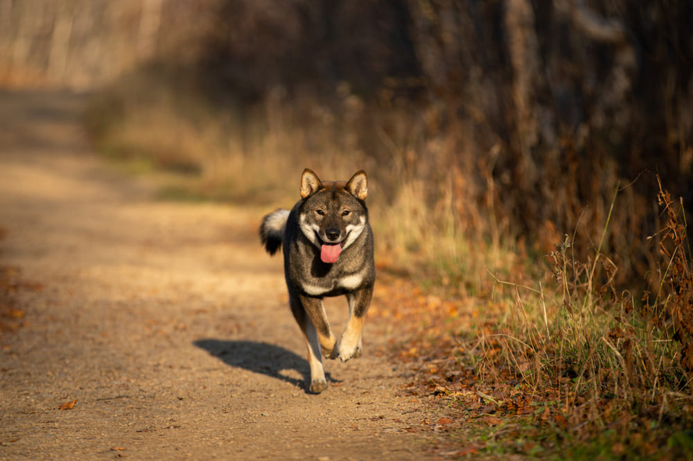 Так выглядит собака сикоку