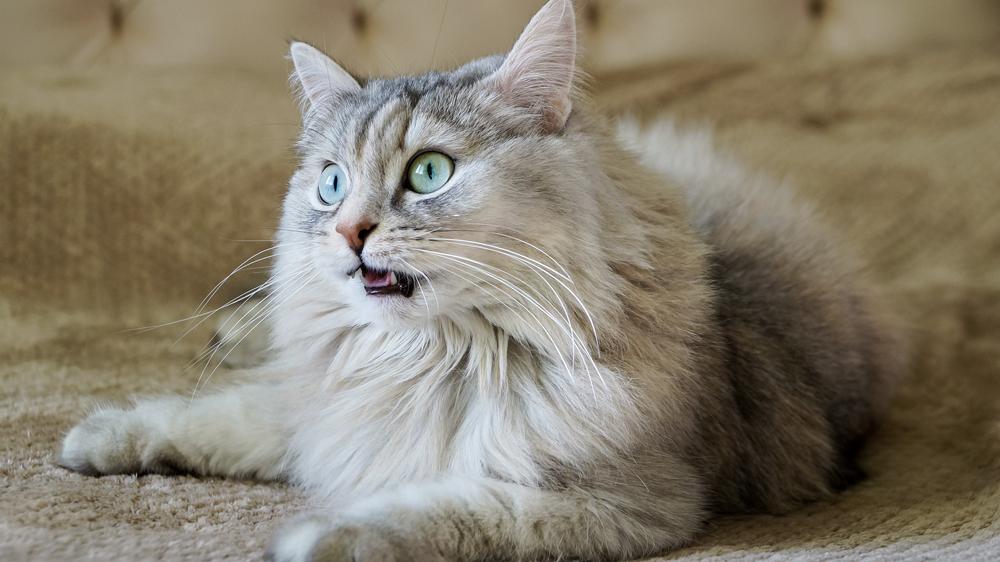 Воспитание рагамаффина